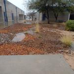 Cienega High School water harvesting project - basins with water during rain