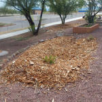 Continental Elementary School water harvesting project