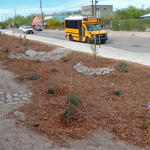 Drachman School water harvesting project