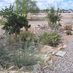 Planted citrus and pomegranate trees