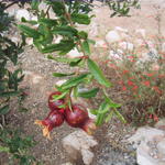 Fruiting pomegranate tree