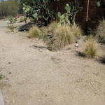 Project site pre-makeover