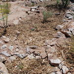 Completed rain garden
