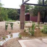 Water harvesting in action!