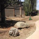 Peacock admiring the freshly excavated soil