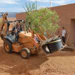 Native tree transplanting