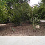 The finished rain garden