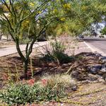 Mature site March 2016