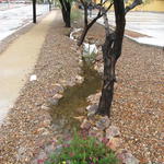 Long swale captures parking lot runoff
