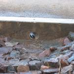 Water flowing from the street through a curb core