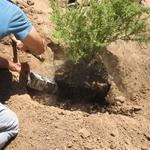 Planting with driwater