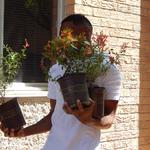 Sabino High School water harvesting demonstration site - carrying plants