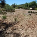 Valencia Middle School water harvesting earthworks - final project picture