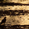 A Cooper's Hawk wades in the water. Photo by Julius Schlosburg