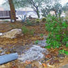 Rain provides a free and abundant source of landscape water.