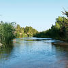 The effluent-dependant flow in the Santa Cruz River supports a ribbon of green north of Tucson.