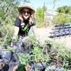Rain garden plants being set out for distribution