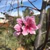 Peach tree in our food forest.
