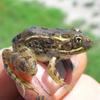 Leopard Frog