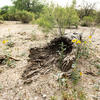 Wildflowers and fallen logs.