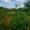 sunflowers-and-poppies